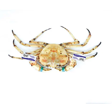 https://www.specialistidelvivo.com/images/crostacei-vivi/granchi-vivi/granchio-dorato-messicano-golden-deepsea-crab.webp