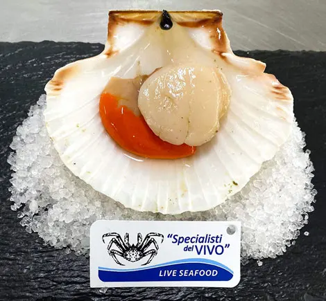 Fresh Half-Shell Great Atlantic Scallop