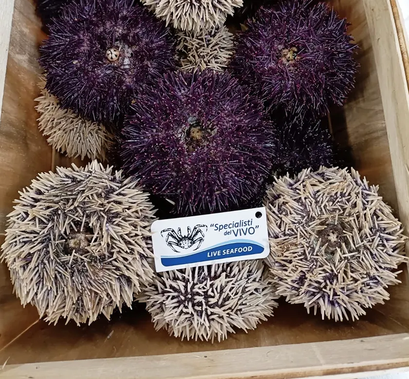 Violet Sea Urchin