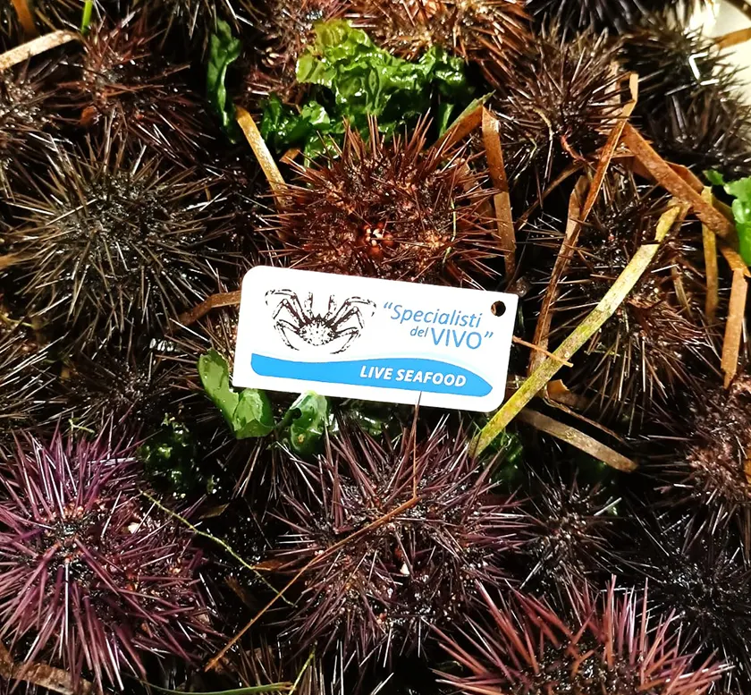 Stony Sea Urchin