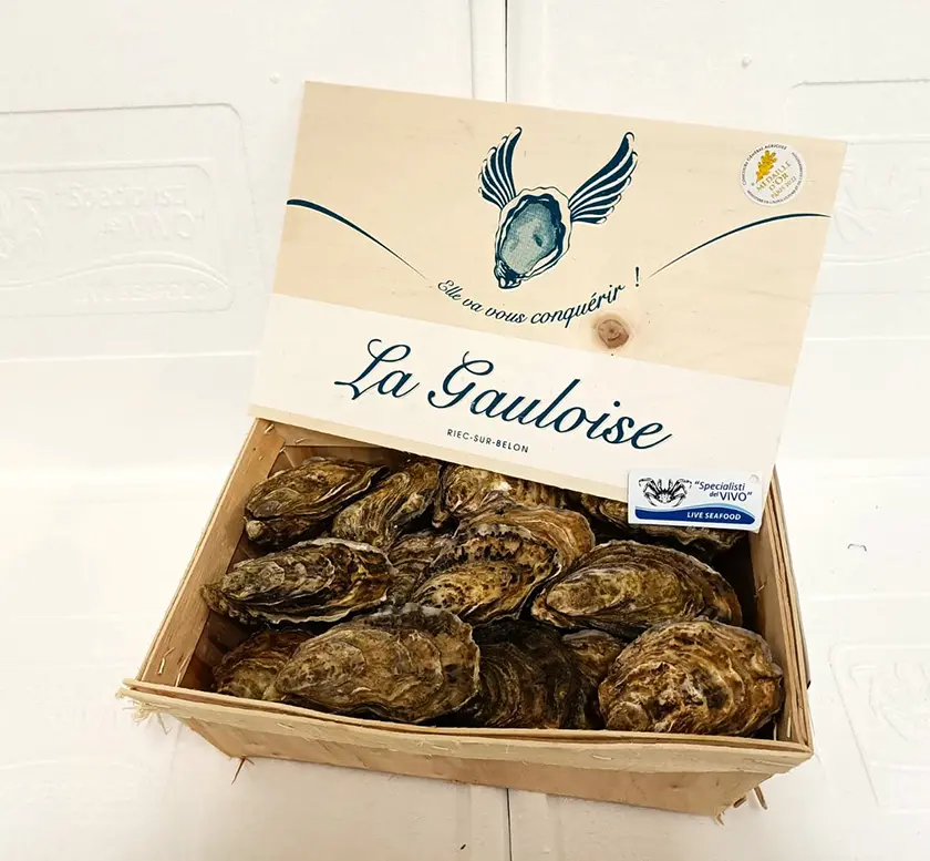 Special Concave Oyster “Gauloise”