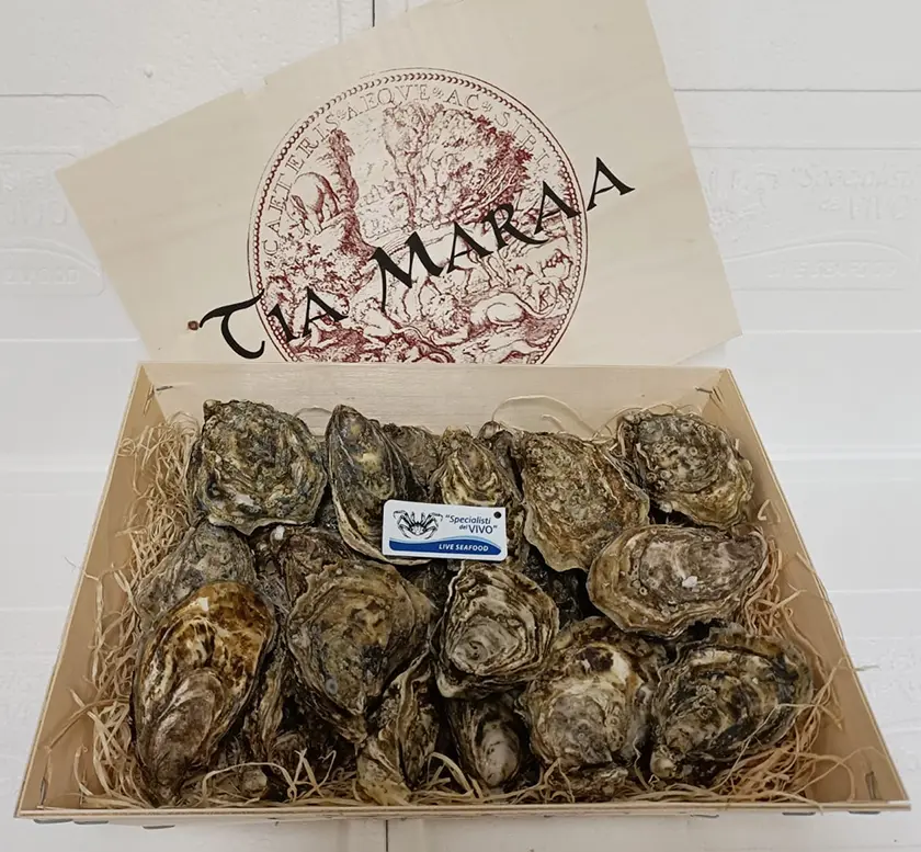 Special Concave Oyster “Tia Maraa”