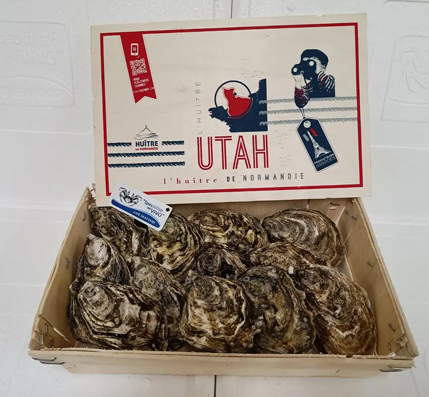 Special Concave Oyster “Utah Millennium”